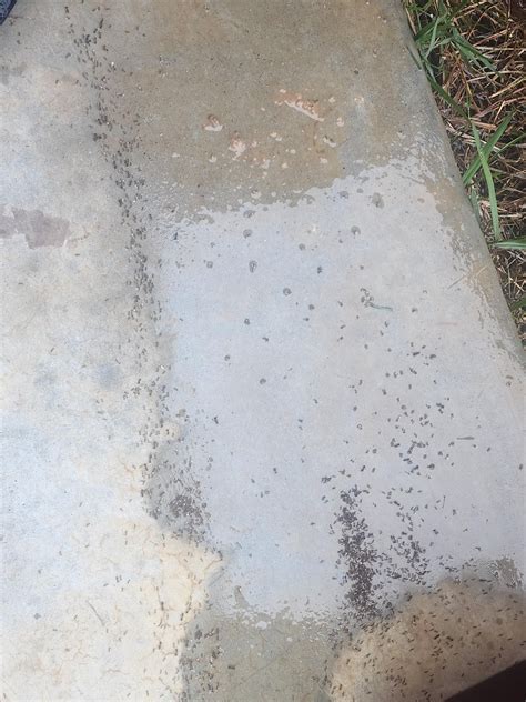 flooded ant pile scrambling to save self. : r/ants