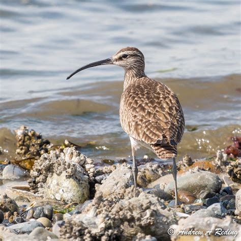 Whimbrel | Audubon Field Guide