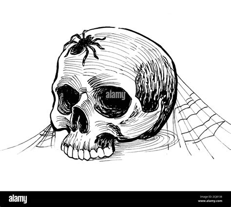 Human skull with web and spider. Ink black and white drawing Stock Photo - Alamy