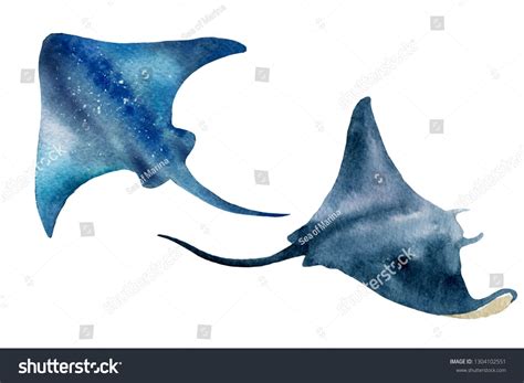 Watercolor illustration of stingrays on a white background. Realistic underwater wild animal ...