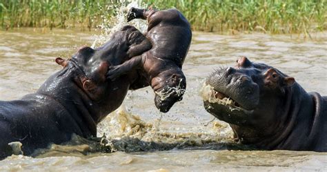 iSimangaliso Wetland Park - St Lucia South Africa