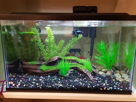 10 gallon betta tank : r/Aquariums