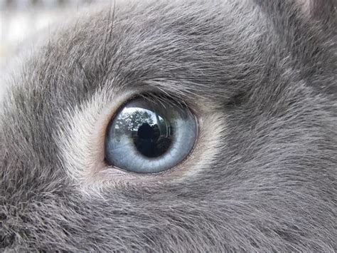 7 Types of Rabbit Eye Colors and Their Rarity (With Pictures) | Pet Keen | Bunny images, Rabbit ...