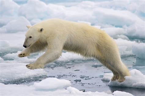 Polar Bears' Melting Habitats | California Academy of Sciences