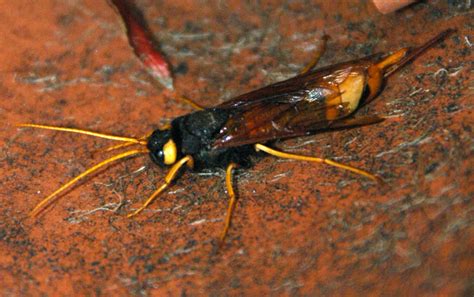 Great Wood Wasp from UK - What's That Bug?