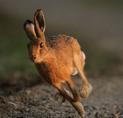 Hare Running in the Evening