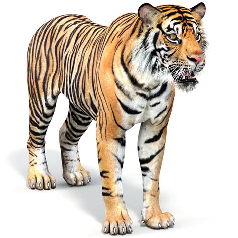 Tiger 3d Model Free PNG And Clipart Image For Free Download