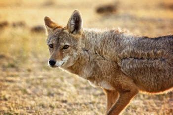 17 Best images about Black Hills Wildlife on Pinterest | Coyotes, Caves and Rapid city south dakota