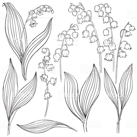 Lily of the valley. Vector illustration, isolated floral elements for design. Contour monochrome ...