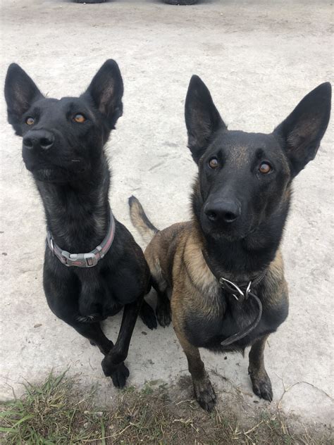 Belgian Shepherd Dog (Malinois) Puppies For Sale | Palatka, FL #326110