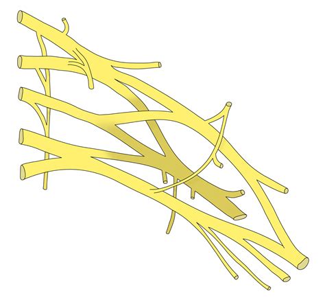 Causes, Treatments, and Exercises For Brachial Plexus Injury