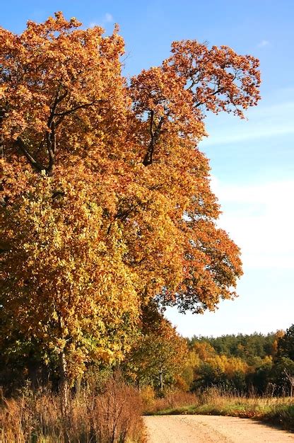 Free Photo | Tree with brown leaves