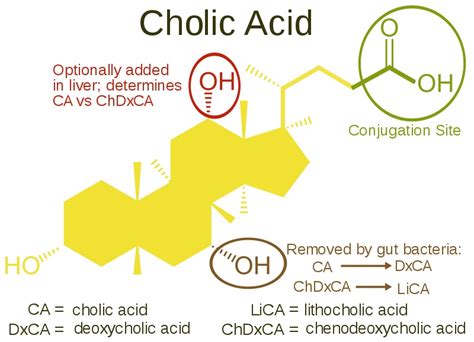 What is the Difference Between Bile Salts and Bile Pigments - Pediaa.Com