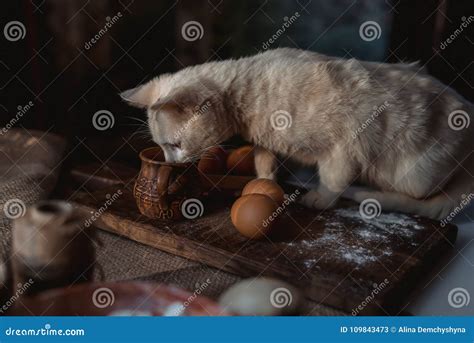 Kitten in the Kitchen Drinking Milk Stock Image - Image of background, foodie: 109843473