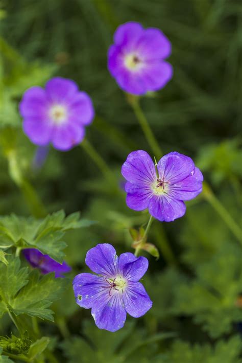 Rozanne Geranium Geraniums, Perennials, Bloom, Garden, Plants, Garten ...