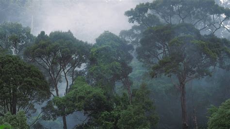 Rainforest Fog Wallpapers - Wallpaper Cave