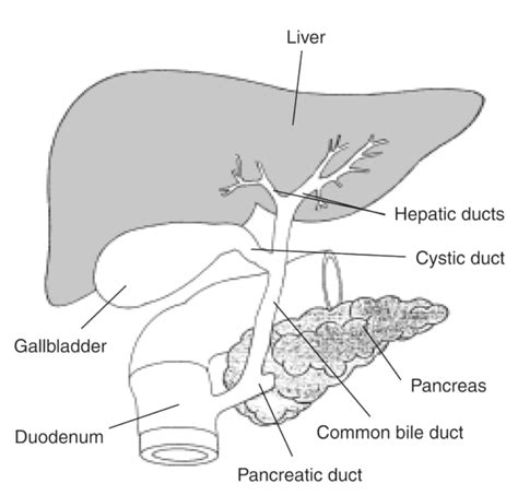 Anatomy of the Biliary System with Labels - Media Asset - NIDDK