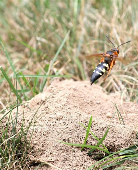 CICADA KILLER CONTROL, Cicada Killer Control, cicada killer control ...