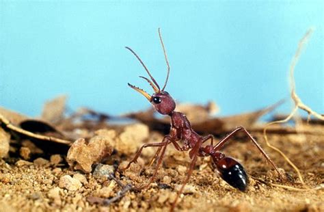 Bull Ant on top of its nest - Australian Museum