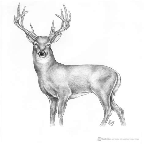 Whitetail Deer Sketch at PaintingValley.com | Explore collection of Whitetail Deer Sketch