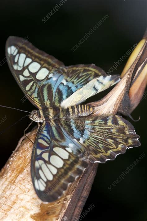 Blue clipper butterfly - Stock Image - C030/2271 - Science Photo Library