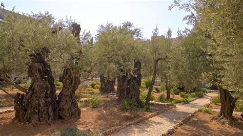 Garden of Gethsemane Pictures: View Photos & Images of Garden of Gethsemane