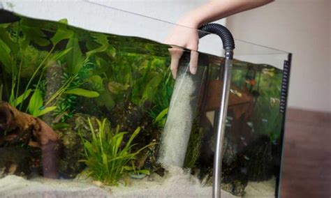 An Ultimate Guide on How to Clean Aquarium Sand – Love Fish Tank