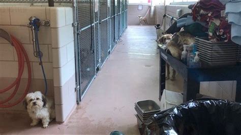 Cuyahoga County Animal Shelter reopens following deaths of 5 dogs ...