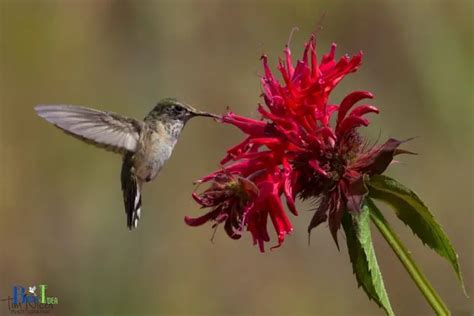 Do Hummingbirds Like Bee Balm