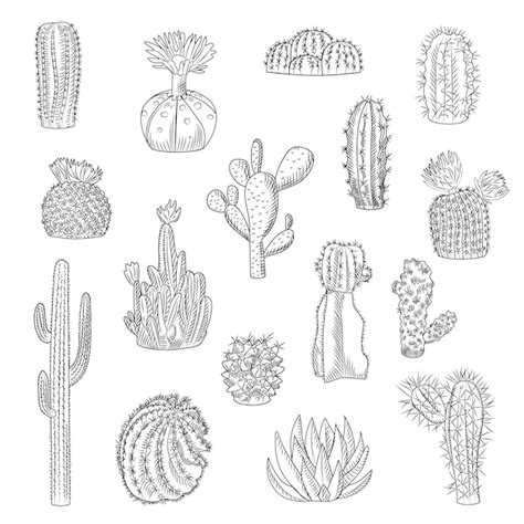 Premium Vector | Cactus collection isolated on light background in hand drawn style. set of wild ...