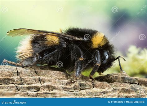 Buff-tailed Bumblebee, Bumblebee, Dumbledor, Dumbledore Stock Photo ...