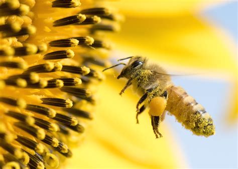 From Honeybees To Honey Possums: 20 Facts About Pollination | Stacker