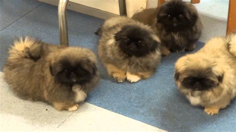 Pekingese puppies in Kennel Kaimon Gerheil - YouTube