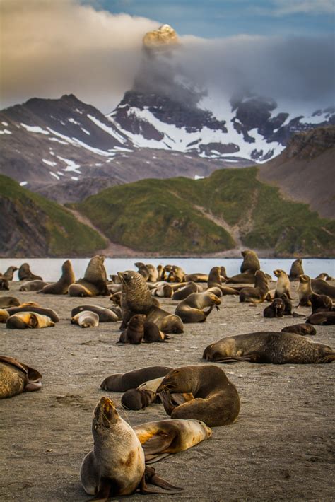 Wildlife of South Georgia Island [Pics]