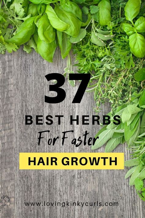 The Best Herbs For Natural Hair | Herbs for hair growth, Herbs for hair, Natural hair growth