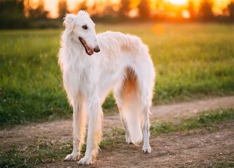 Borzoi Dog Breed: All You Need to Know