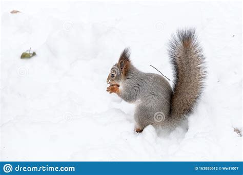 Squirrel Eating Nut on the Snow Stock Photo - Image of grey, winter: 163885612