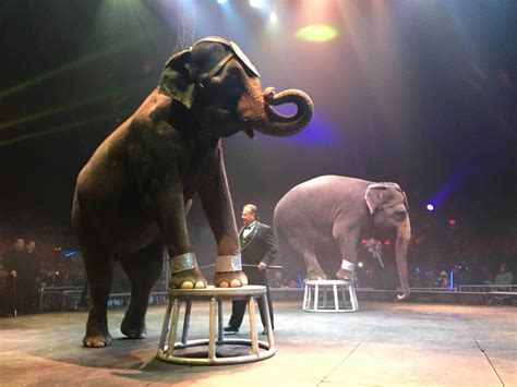 Colorado y otras localidades prohíben los animales en circos | PETA Latino