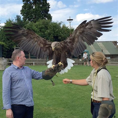 Full Day Birds of Prey Experience Thirsk Birds of Prey Centre