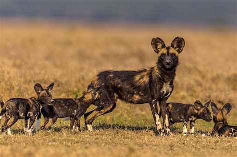 Climate change is causing endangered African wild dogs to give birth later – threatening the ...