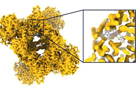 Cryo Electron Microscopy (Cryo-EM) Services | Charles River