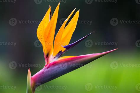 Strelitzia flower 1341135 Stock Photo at Vecteezy