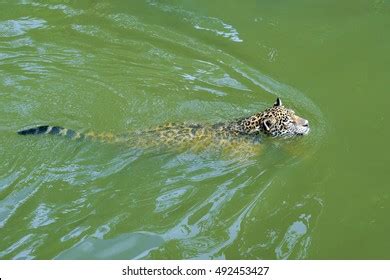 560 Jaguar swimming Images, Stock Photos & Vectors | Shutterstock