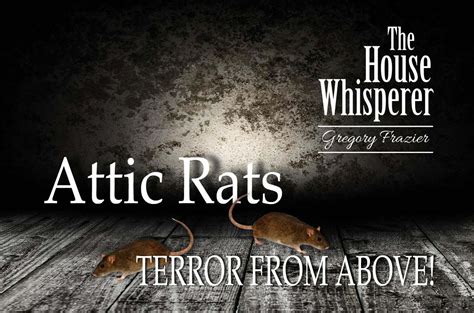 Do You Have Attic Rats Lurking In Your Attic? We Can Help!