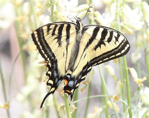 Western Tiger Swallowtail Butterfly, size, colors, life span, host plants, photographs