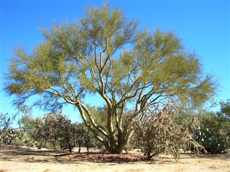 Palo Verde come home with me | Front landscape, Mesquite tree, Desert landscaping