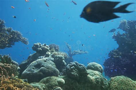 Coral Reef of Red Sea. Eilat, Israel Stock Photo - Image of wildlife ...