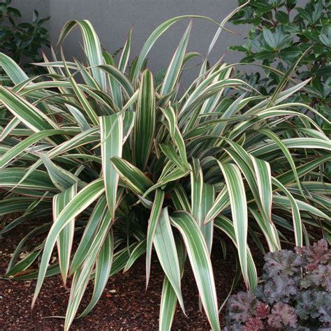 Coastal Gardening: Shade-Loving Plants for the Sea Coast ⋆ North Coast ...