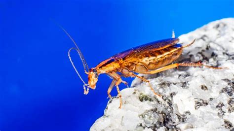 Does Seeing One German Roach Mean Infestation? | Tips and Guide - peSTopped