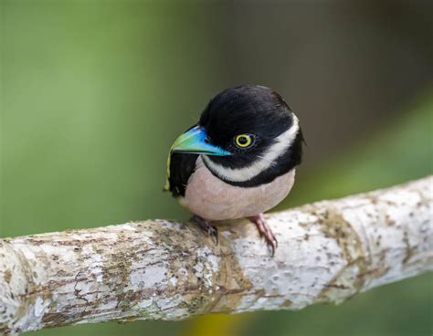 Birding Sepilok, Borneo (Part 2) - 10,000 Birds